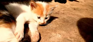 1-3 months Male Mixed Breed Abyssinian