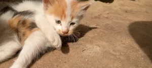 1-3 months Male Mixed Breed Abyssinian