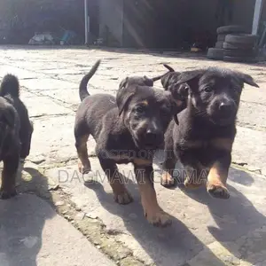 1-3 months Male Purebred German Shepherd