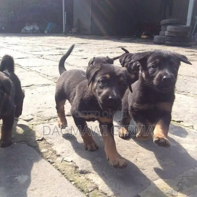 1-3 months Male Purebred German Shepherd