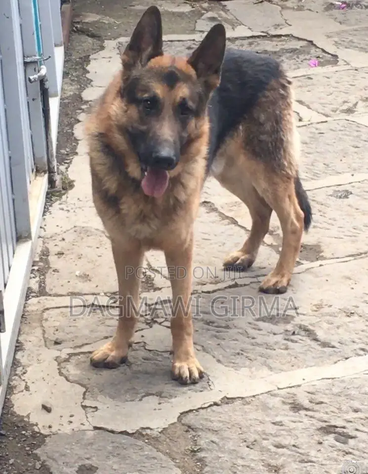 1-3 months Male Purebred German Shepherd