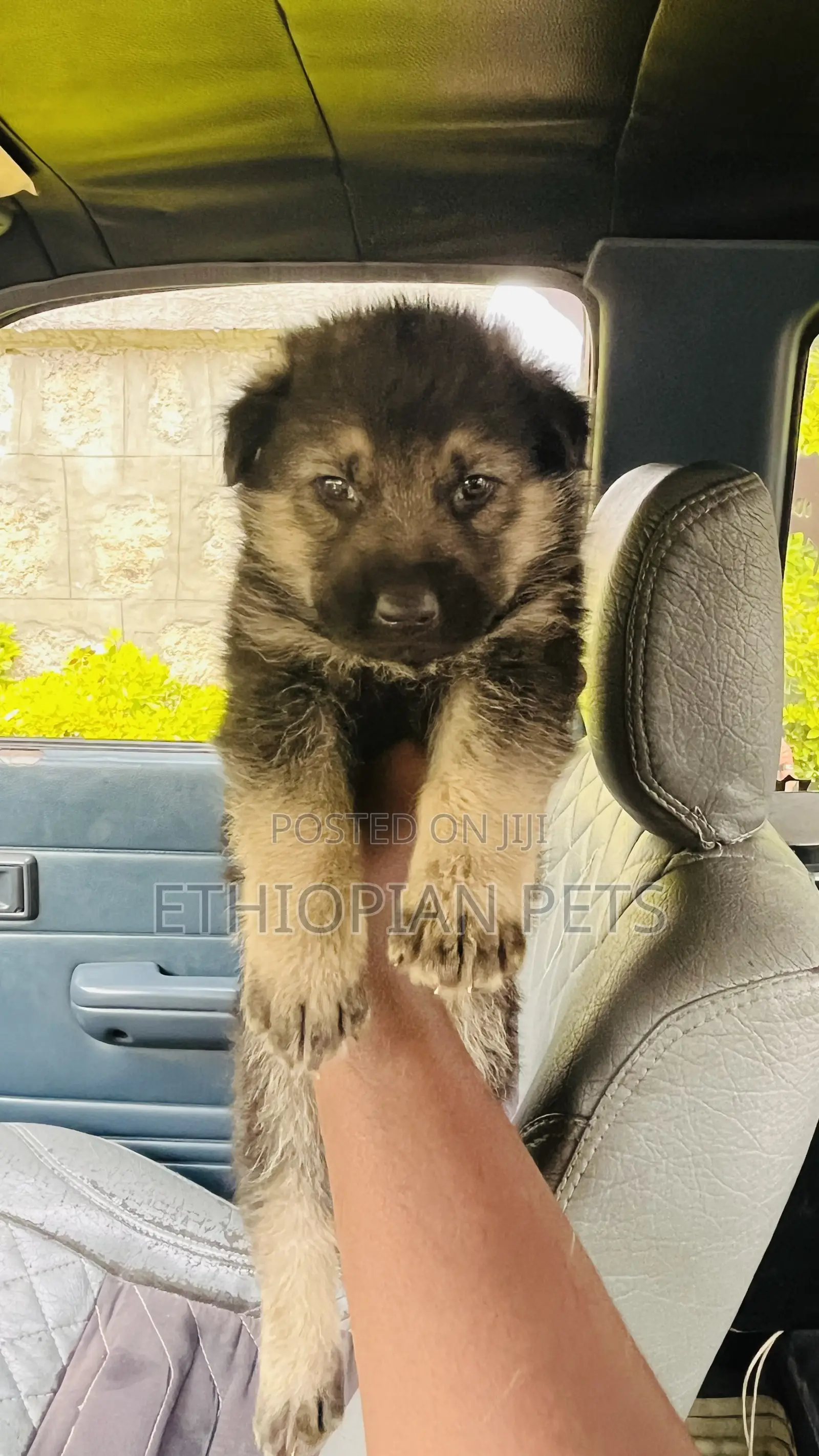 1-3 months Male Purebred German Shepherd