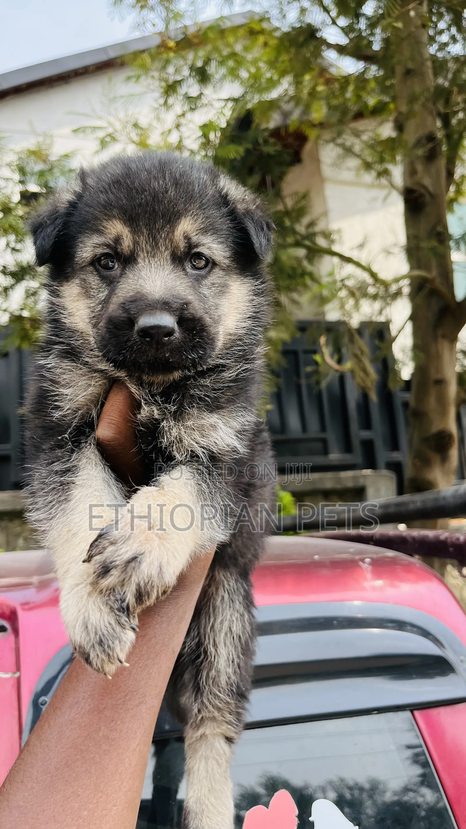 1-3 months Male Purebred German Shepherd
