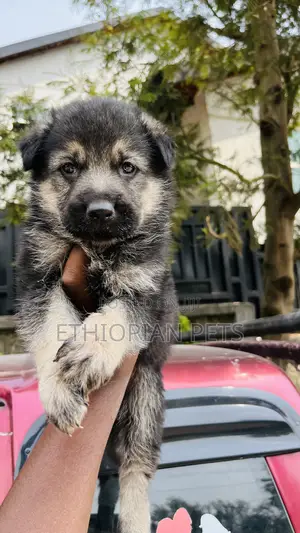 1-3 months Male Purebred German Shepherd