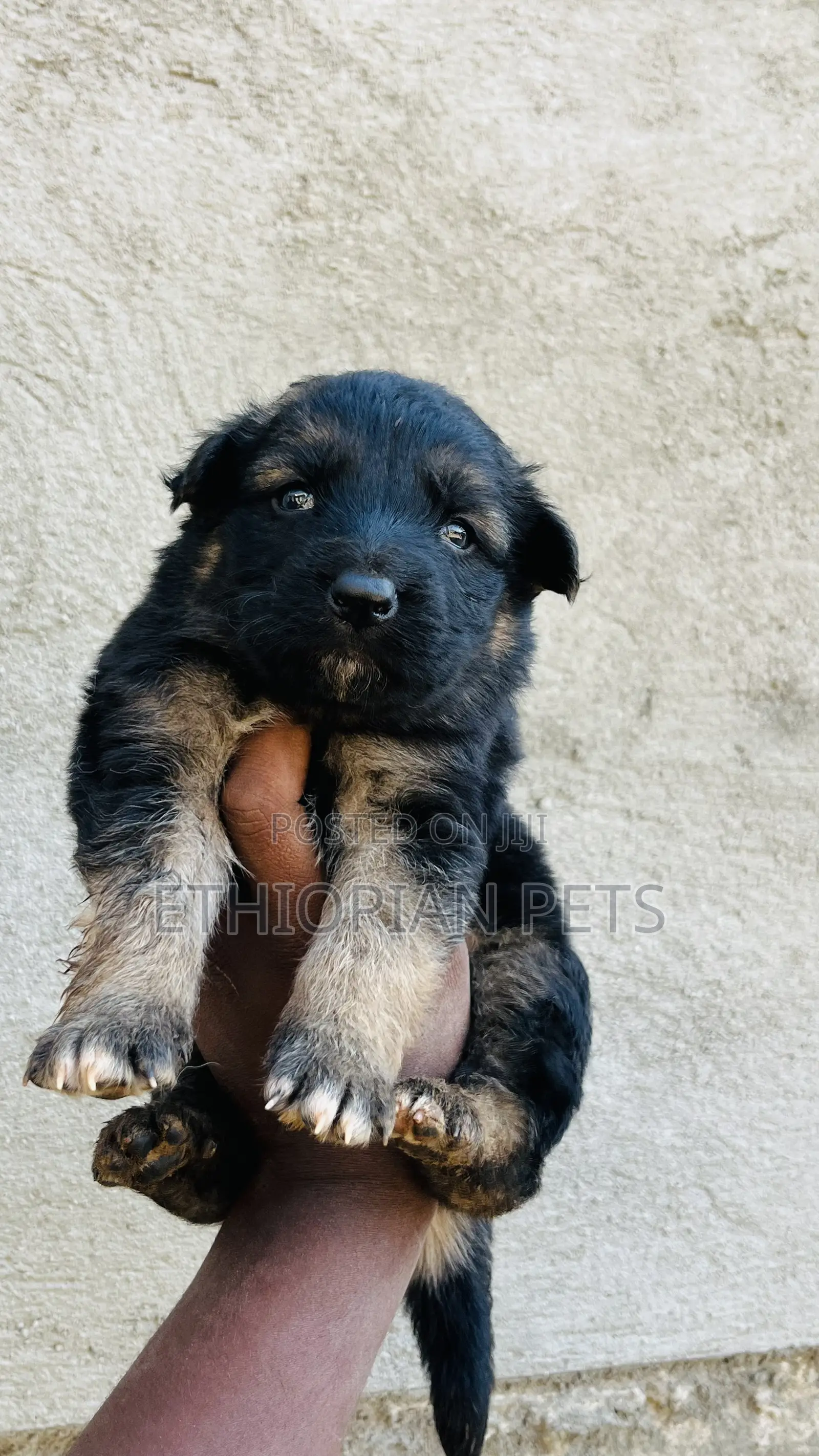 1-3 months Male Purebred German Shepherd
