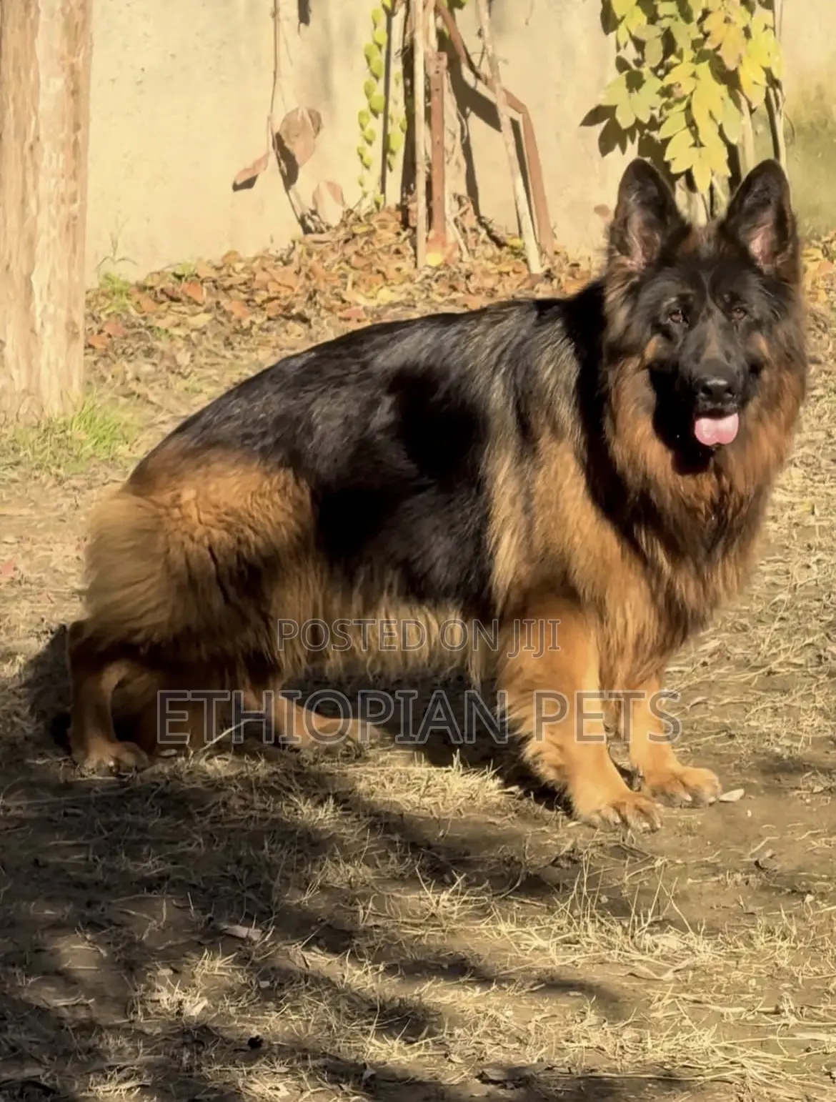 1-3 months Male Purebred German Shepherd