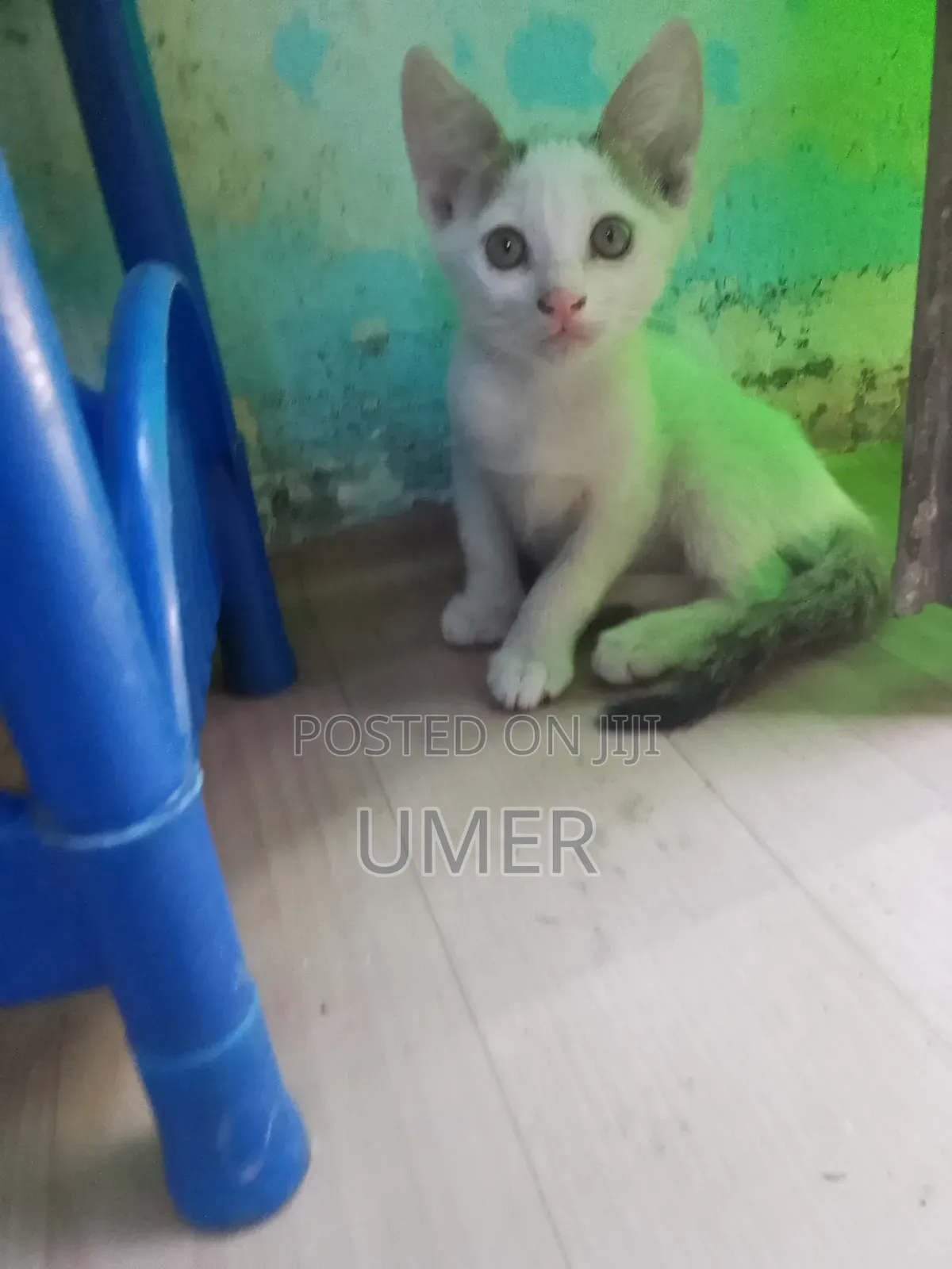 1-3 months Female Mixed Breed Japanese Bobtail