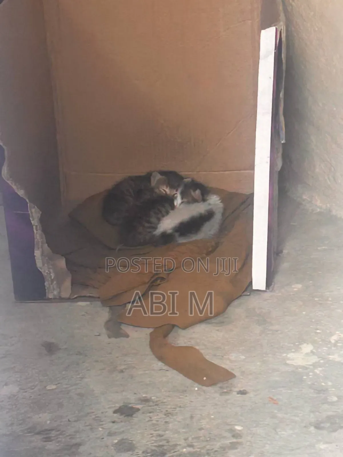 0-1 month Male Mixed Breed Abyssinian