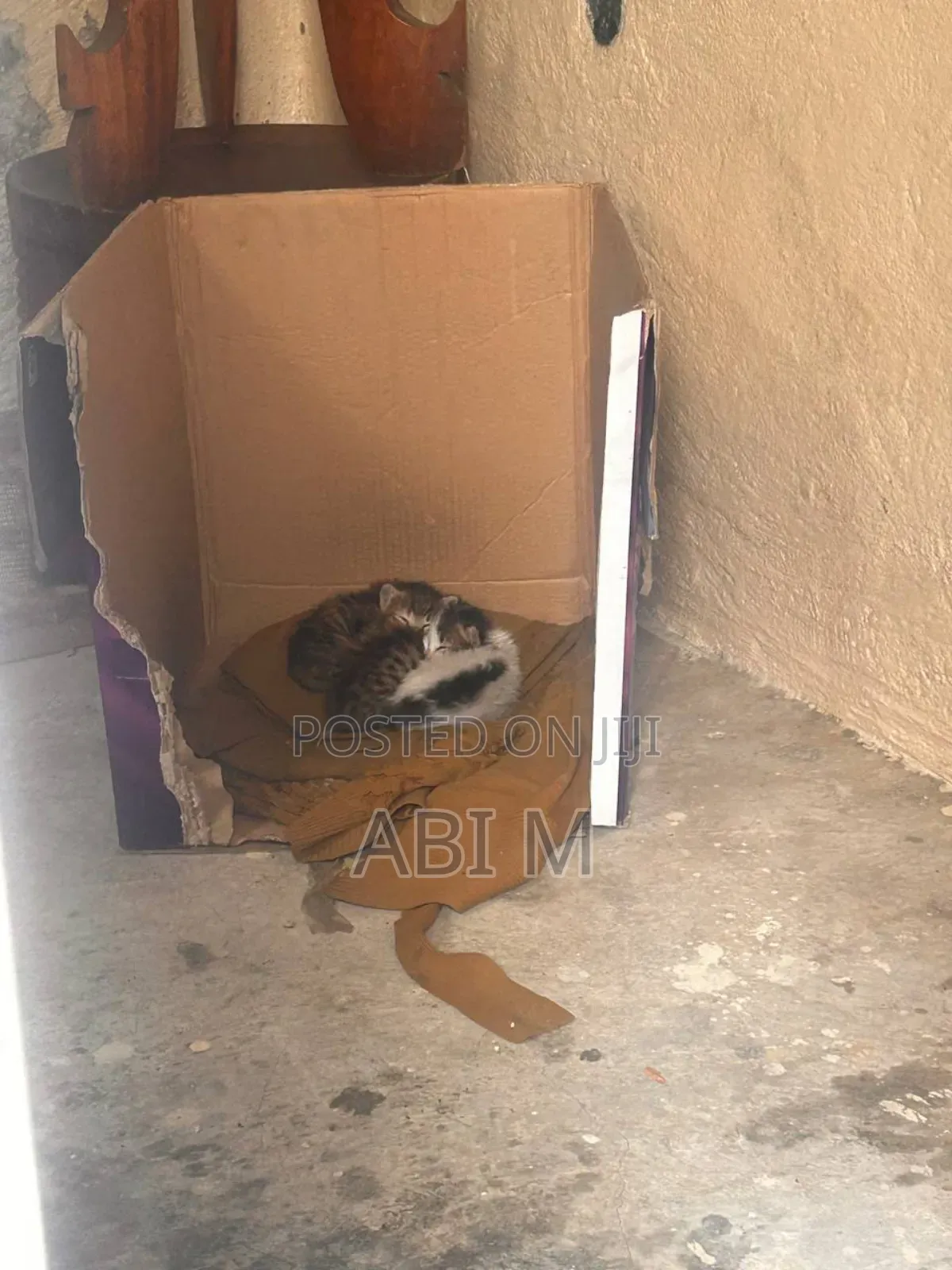 0-1 month Male Mixed Breed Abyssinian