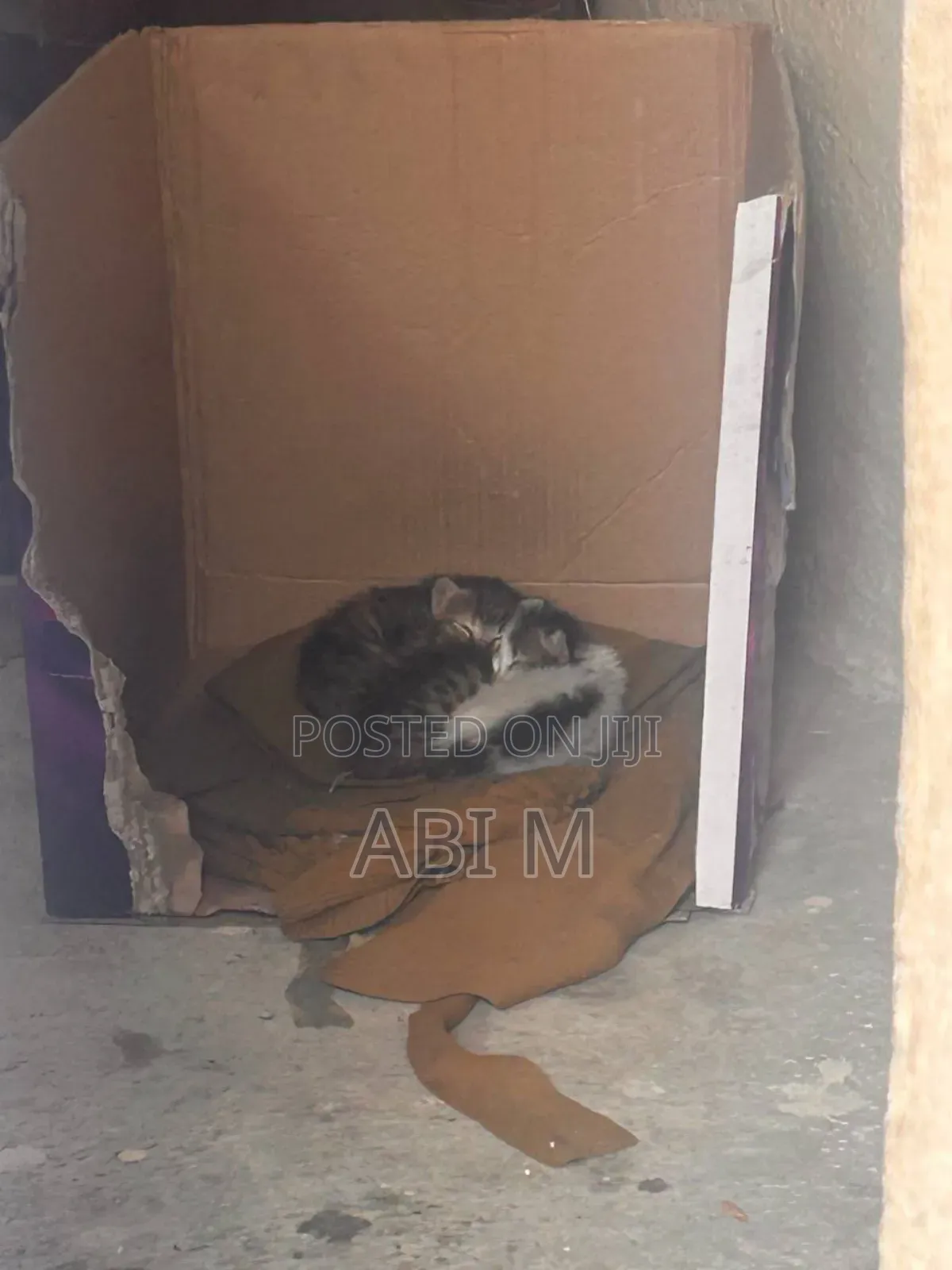 0-1 month Male Mixed Breed Abyssinian