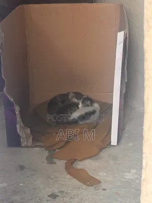 0-1 month Male Mixed Breed Abyssinian