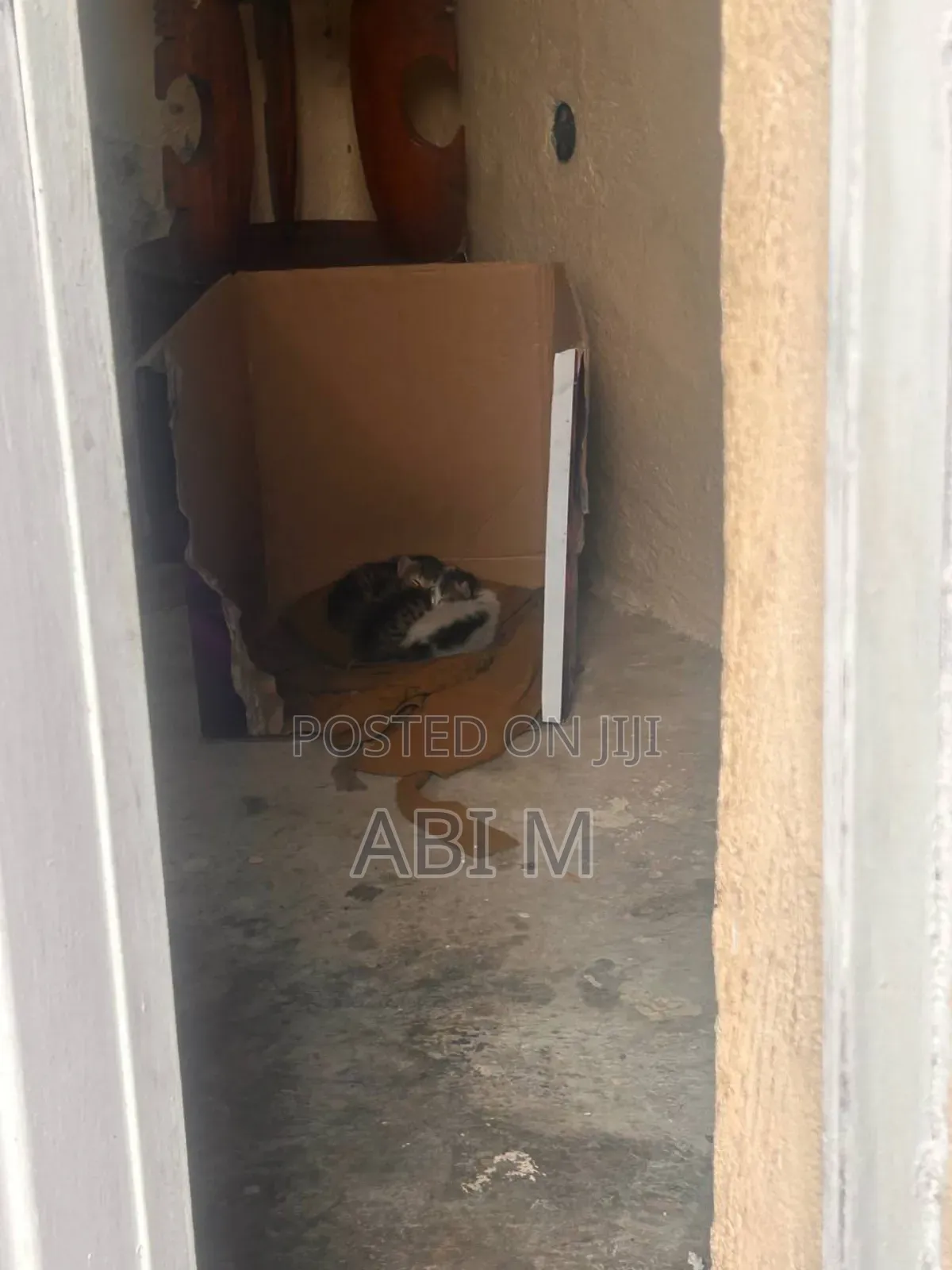 0-1 month Male Mixed Breed Abyssinian