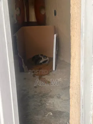 0-1 month Male Mixed Breed Abyssinian