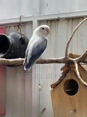 🦜🦜🦜🦜🦜🦜🦜🦜🦜🦜🦜🦜🦜🦜