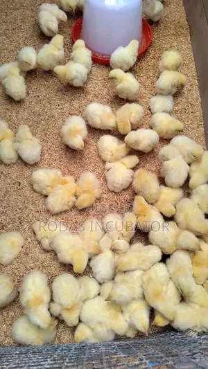 የጫጩት ማስፈልፈያ/ Incubator