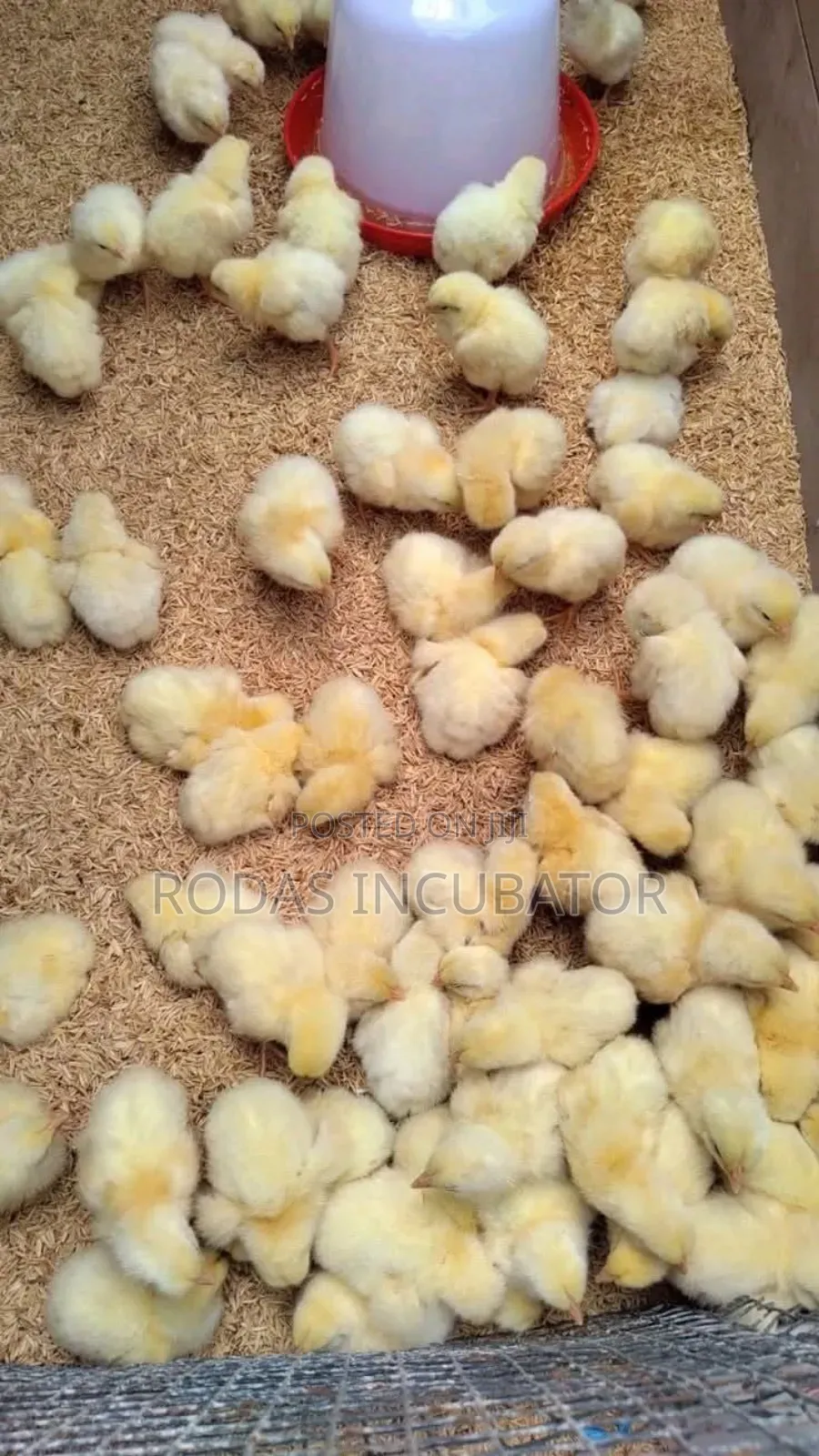 የጫጩት ማስፈልፈያ/ Incubator