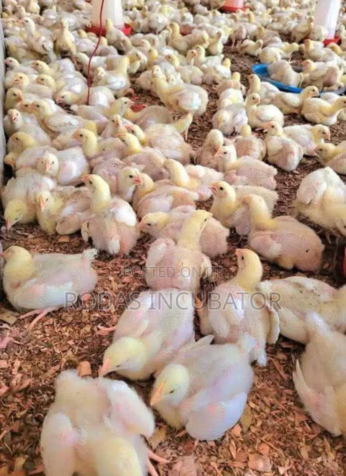 የጫጩት ማስፈልፈያ/ Incubator