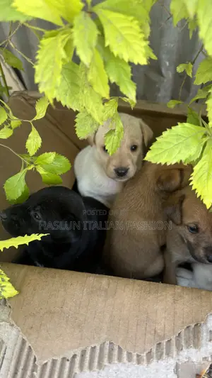 1-3 months Female Purebred Dog