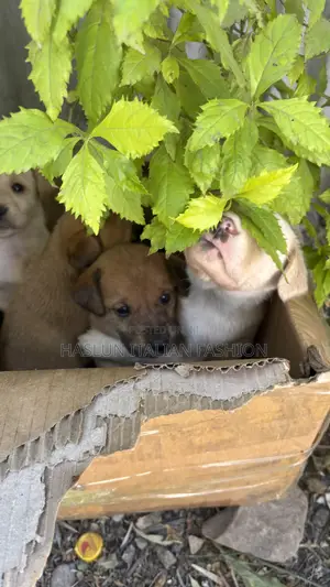 1-3 months Female Purebred Dog