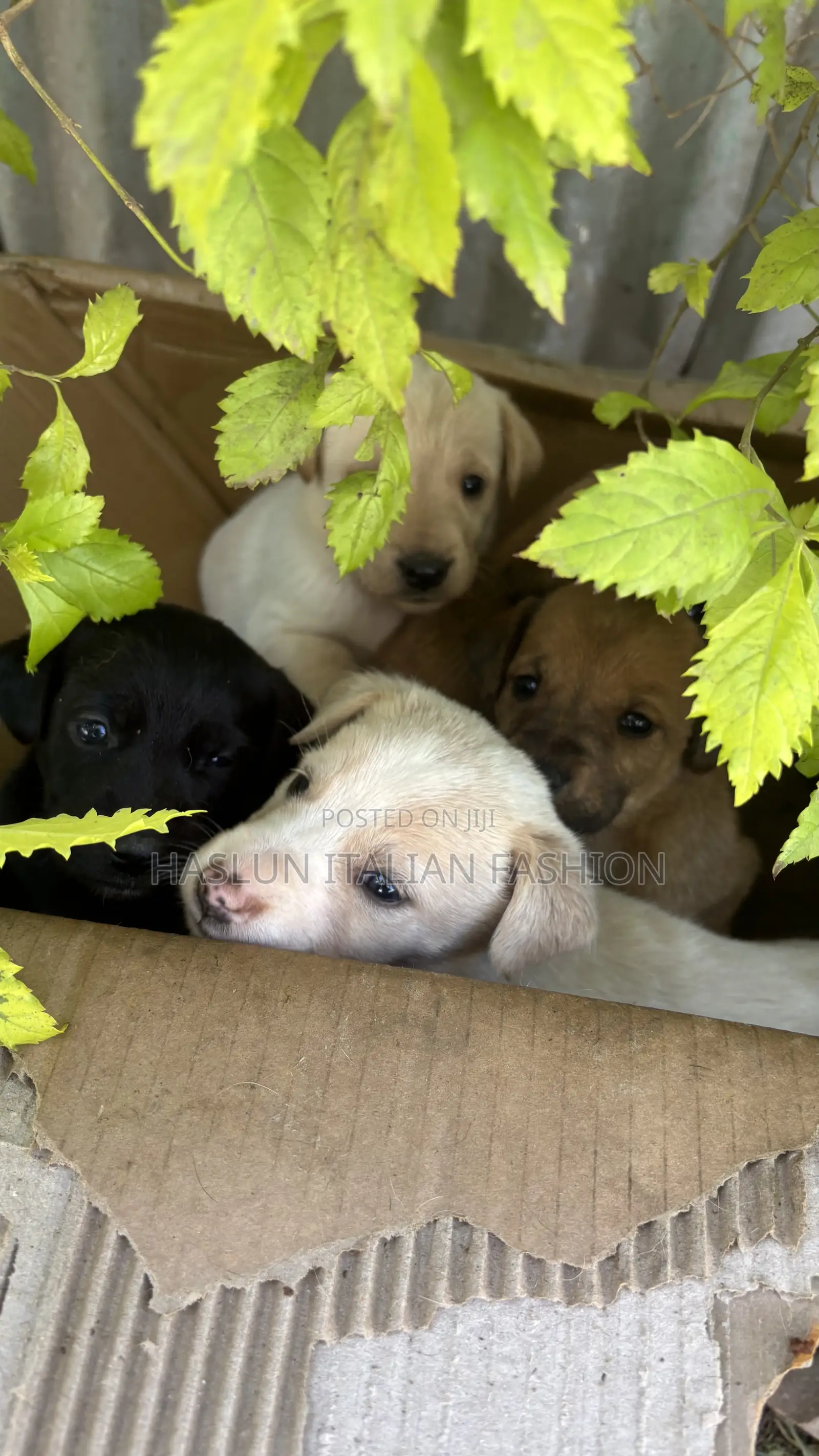 1-3 months Female Purebred Dog