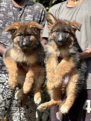 1-3 months Male Purebred German Shepherd