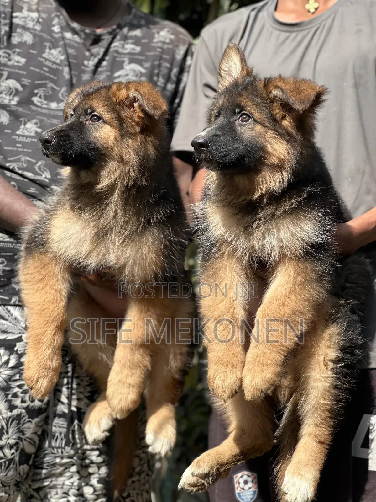 1-3 months Male Purebred German Shepherd