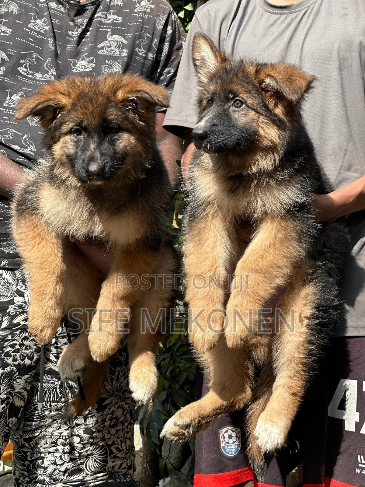 1-3 months Male Purebred German Shepherd