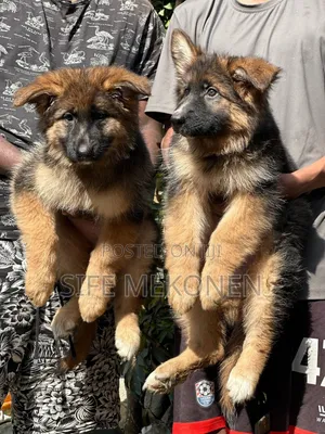 1-3 months Male Purebred German Shepherd