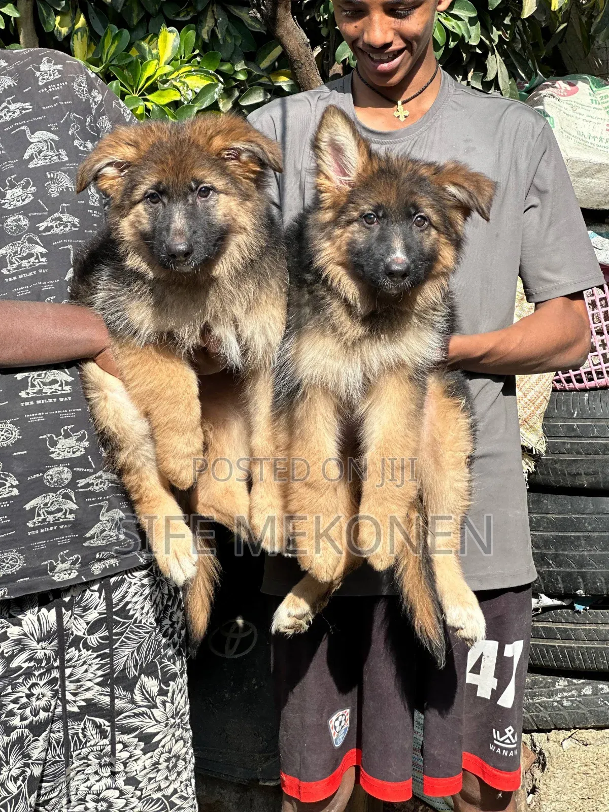 1-3 months Male Purebred German Shepherd