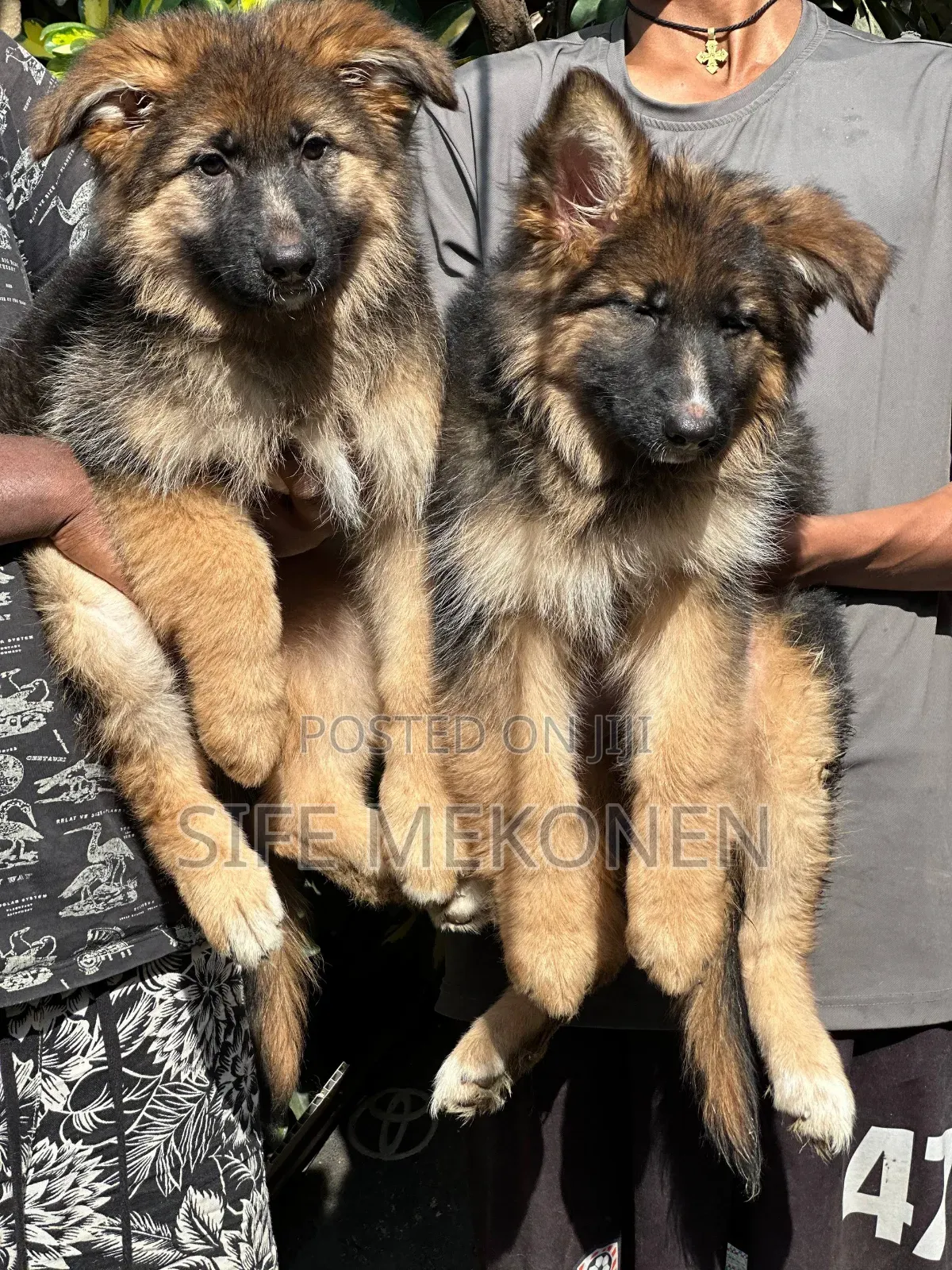 1-3 months Male Purebred German Shepherd