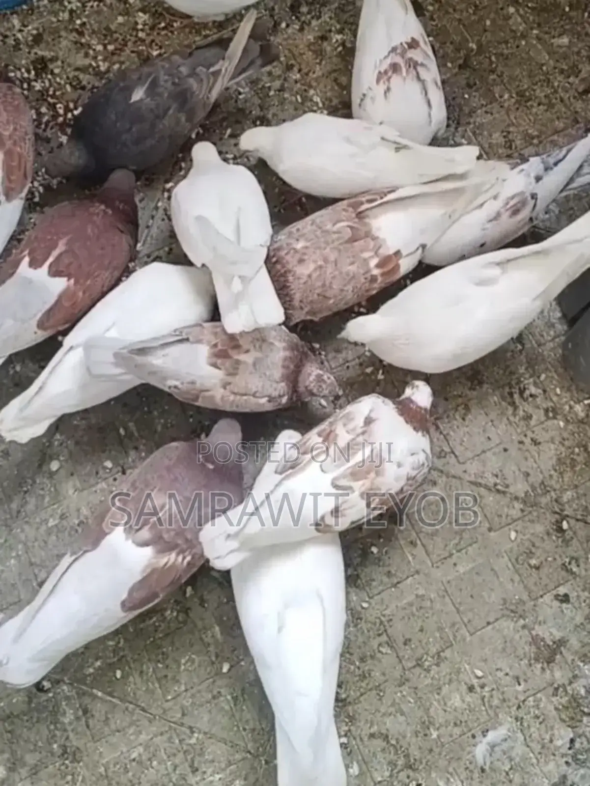 Domestic Pigeons ( Ergboch)