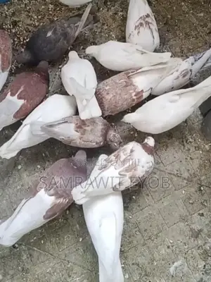 Domestic Pigeons ( Ergboch)