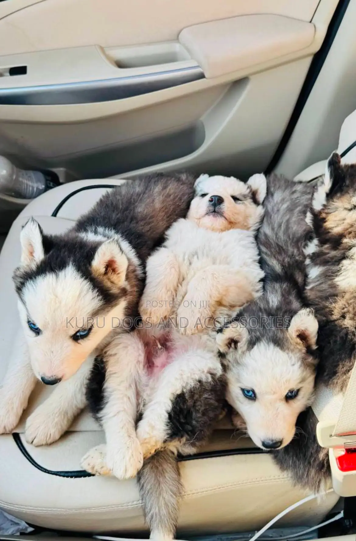 1-3 months Male Purebred Siberian Husky