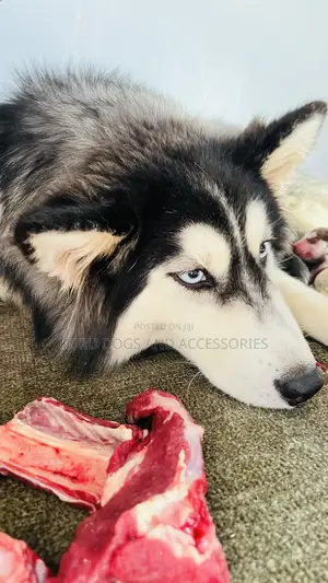 1-3 months Male Purebred Siberian Husky