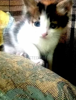 1-3 months Female Mixed Breed Abyssinian