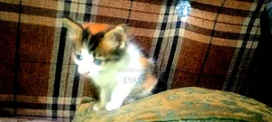1-3 months Female Mixed Breed Abyssinian