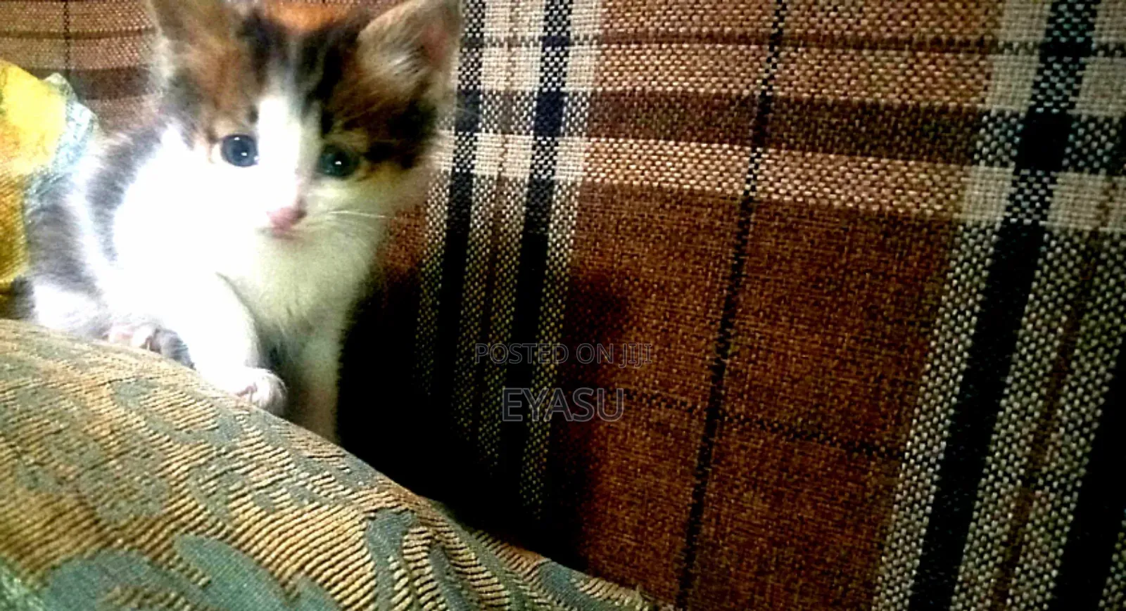 1-3 months Female Mixed Breed Abyssinian