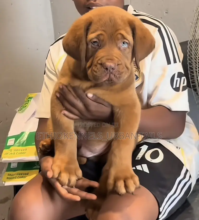 1-3 months Male Purebred Bullmastiff