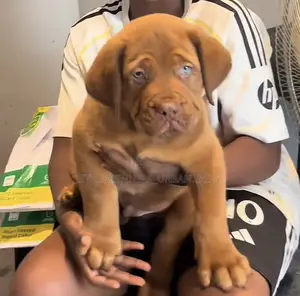 1-3 months Male Purebred Bullmastiff