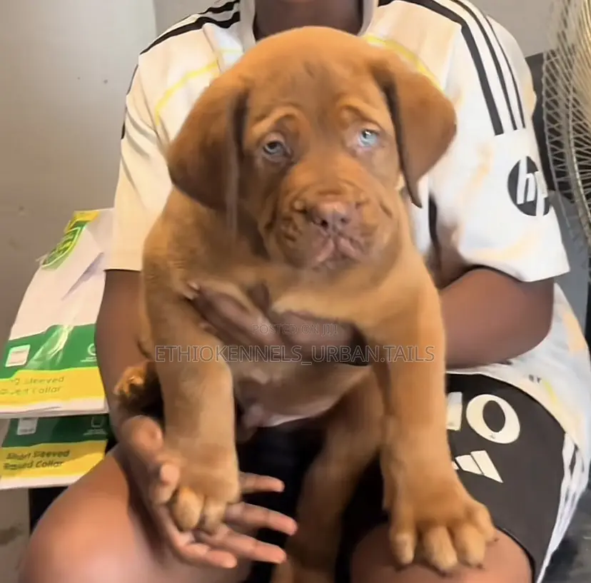 1-3 months Male Purebred Bullmastiff