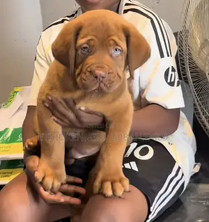 1-3 months Male Purebred Bullmastiff