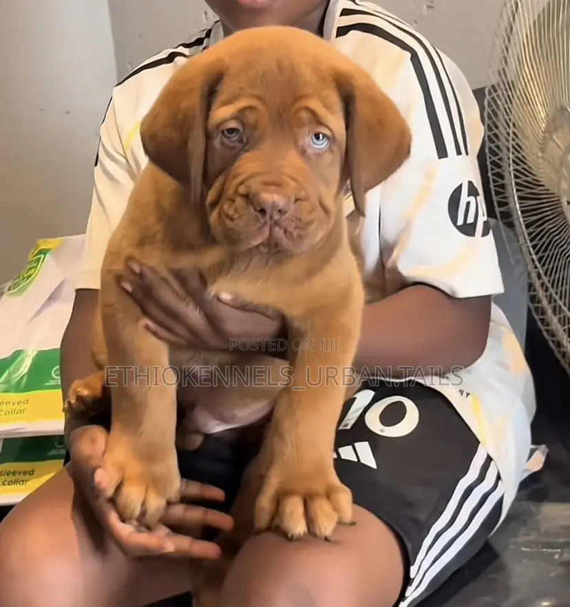 1-3 months Male Purebred Bullmastiff