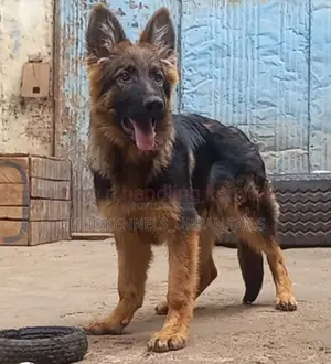 3-6 months Male Purebred German Shepherd