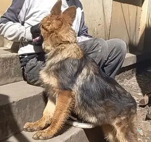 3-6 months Male Purebred German Shepherd