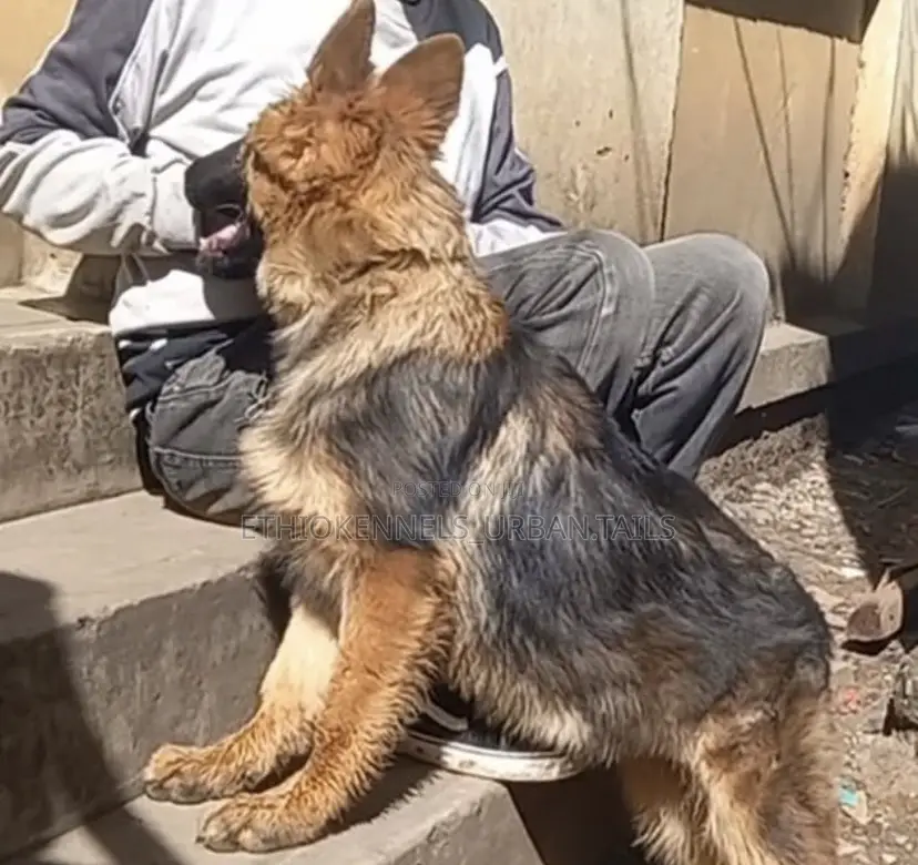 3-6 months Male Purebred German Shepherd