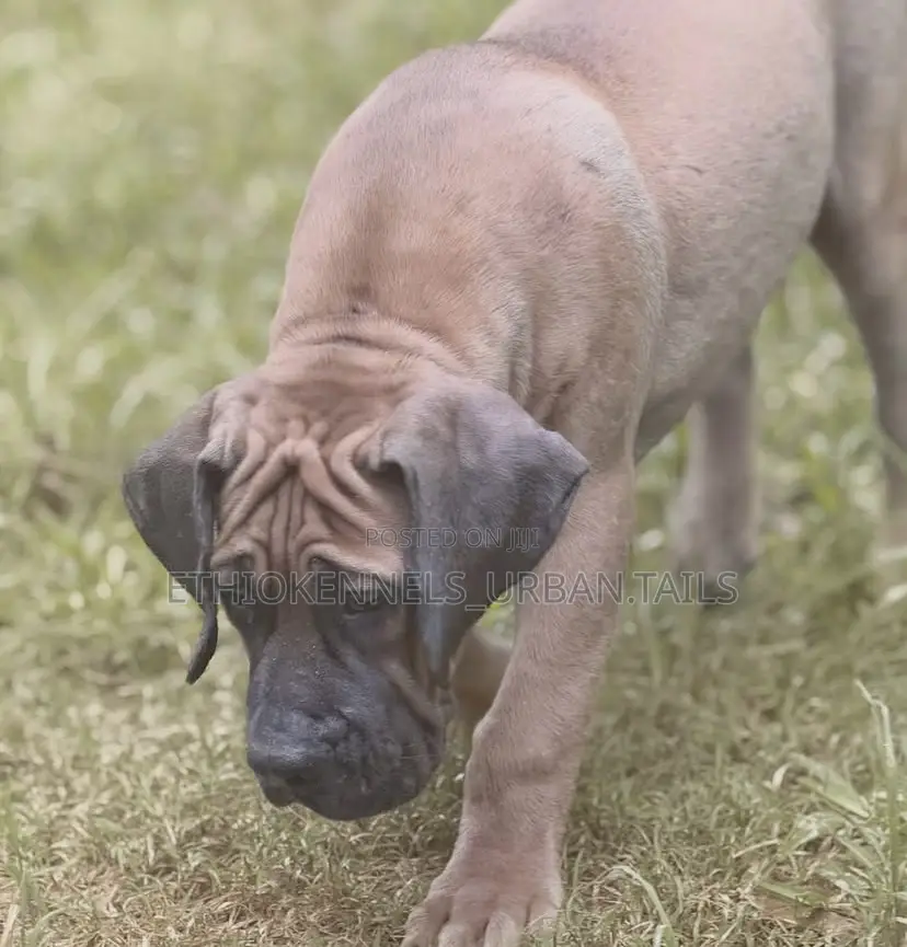 1-3 months Male Purebred Boerboel