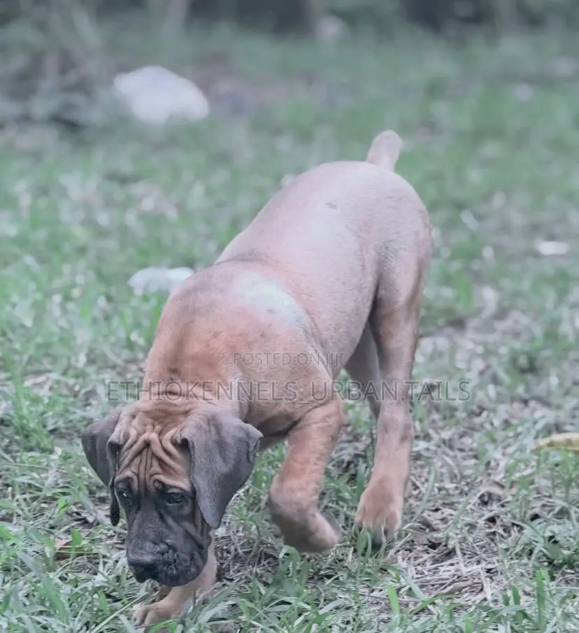 1-3 months Male Purebred Boerboel