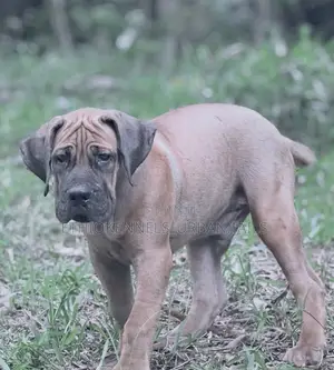 1-3 months Male Purebred Boerboel