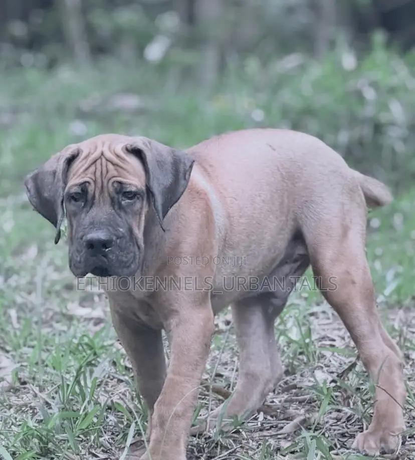 1-3 months Male Purebred Boerboel
