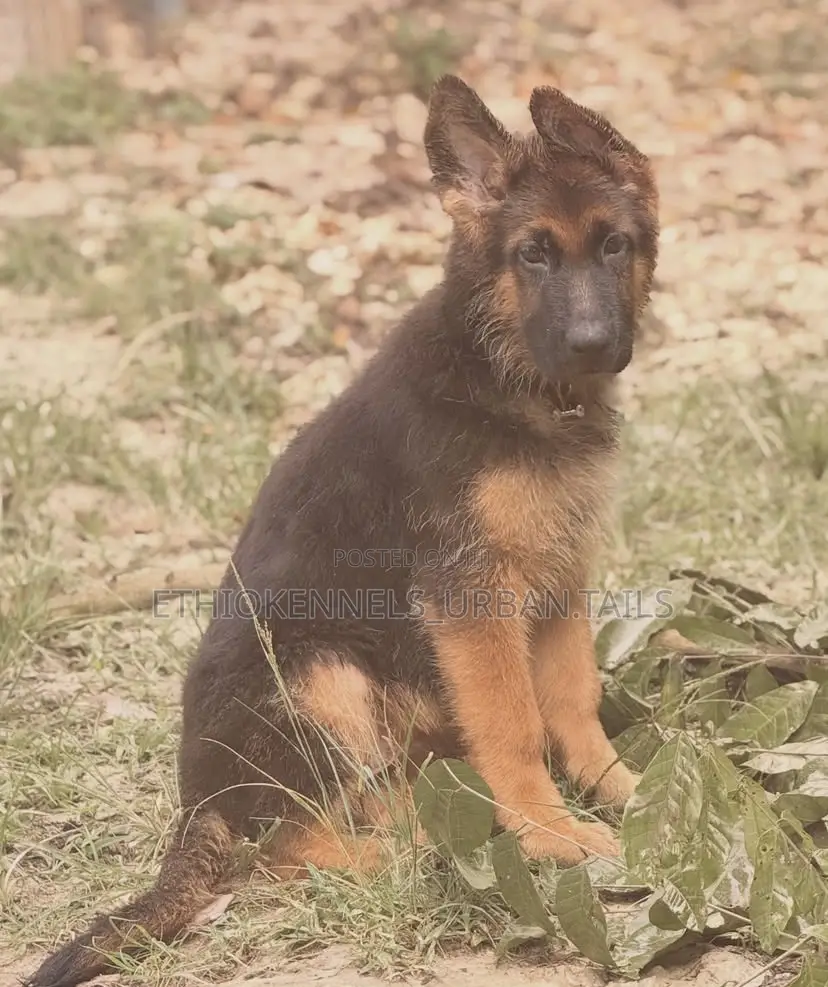 1-3 months Male Purebred German Shepherd